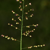 <i>Isachne globosa</i>  (Thunb.) Kuntze